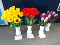 Tulipshow (2)